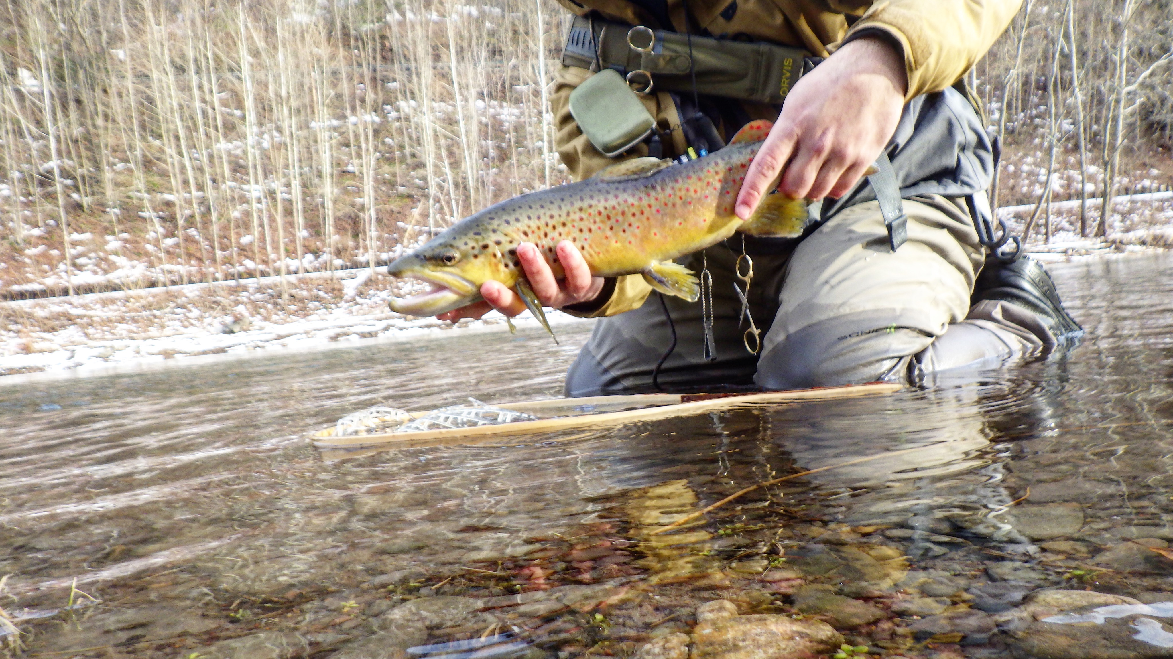 Issac on Pine 2-15-18-IMG_4680