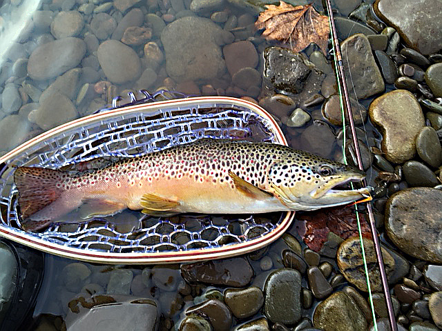 Brown Trout 3-UM-S