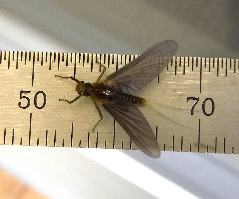 Scaled-BWO on Starrett Scale