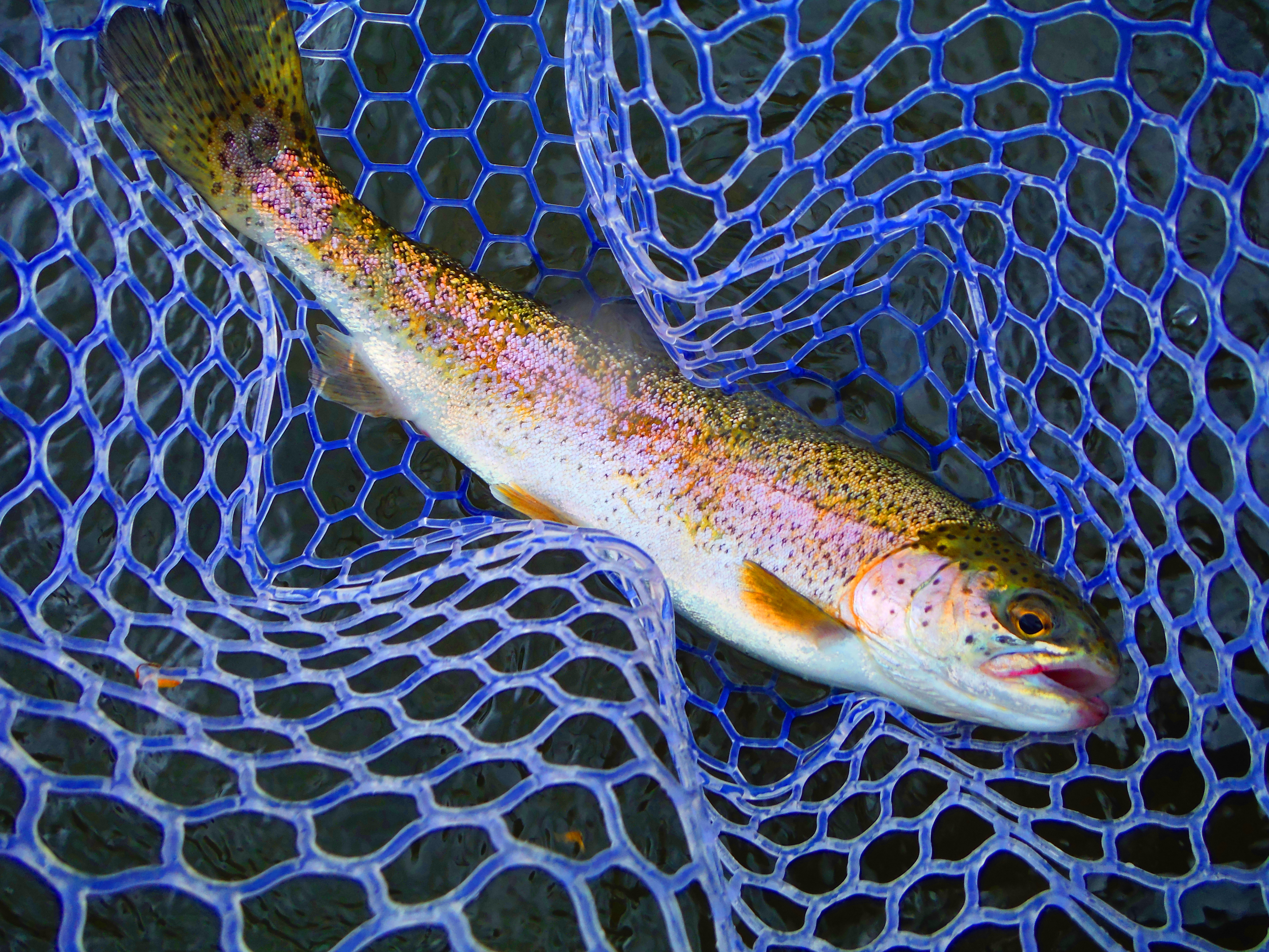 10 Jump Bow-DSCF5019SAT200 percent