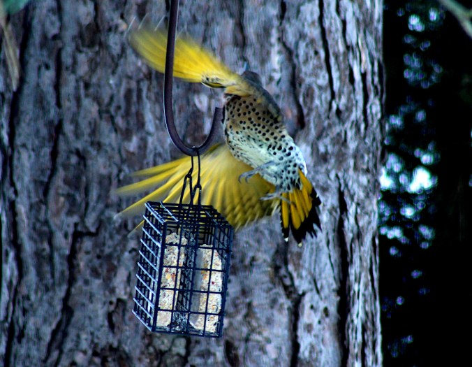 Flicker Flees-SC-IMG_3817