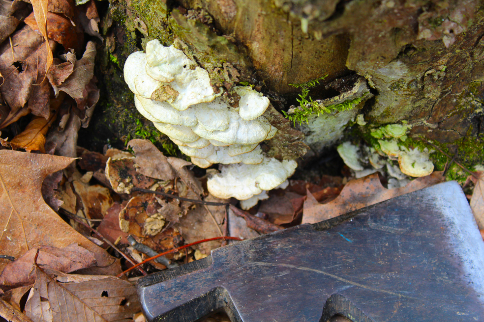 A Fun Guy with a Hatchet