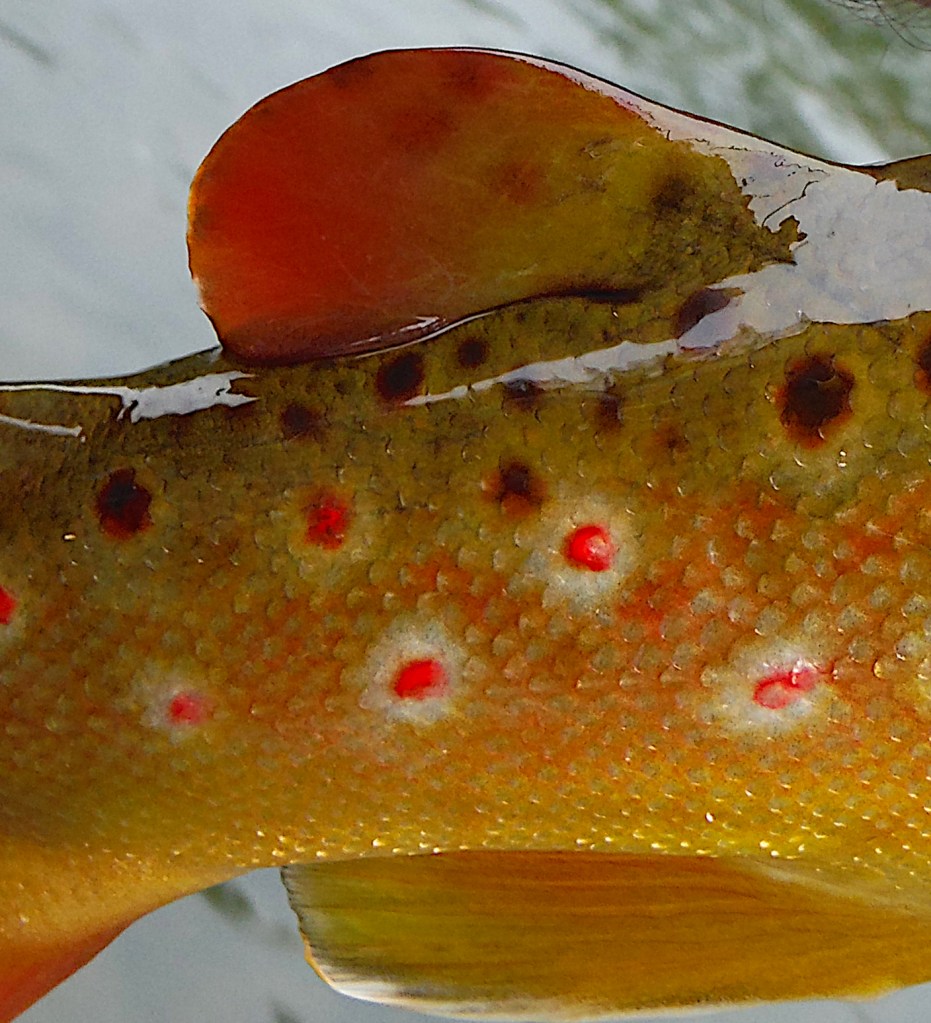 Adipose... I suppose!